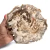 Stor skiva av polerat fossiliserat trä, unik prydnad, Madagaskar - 0