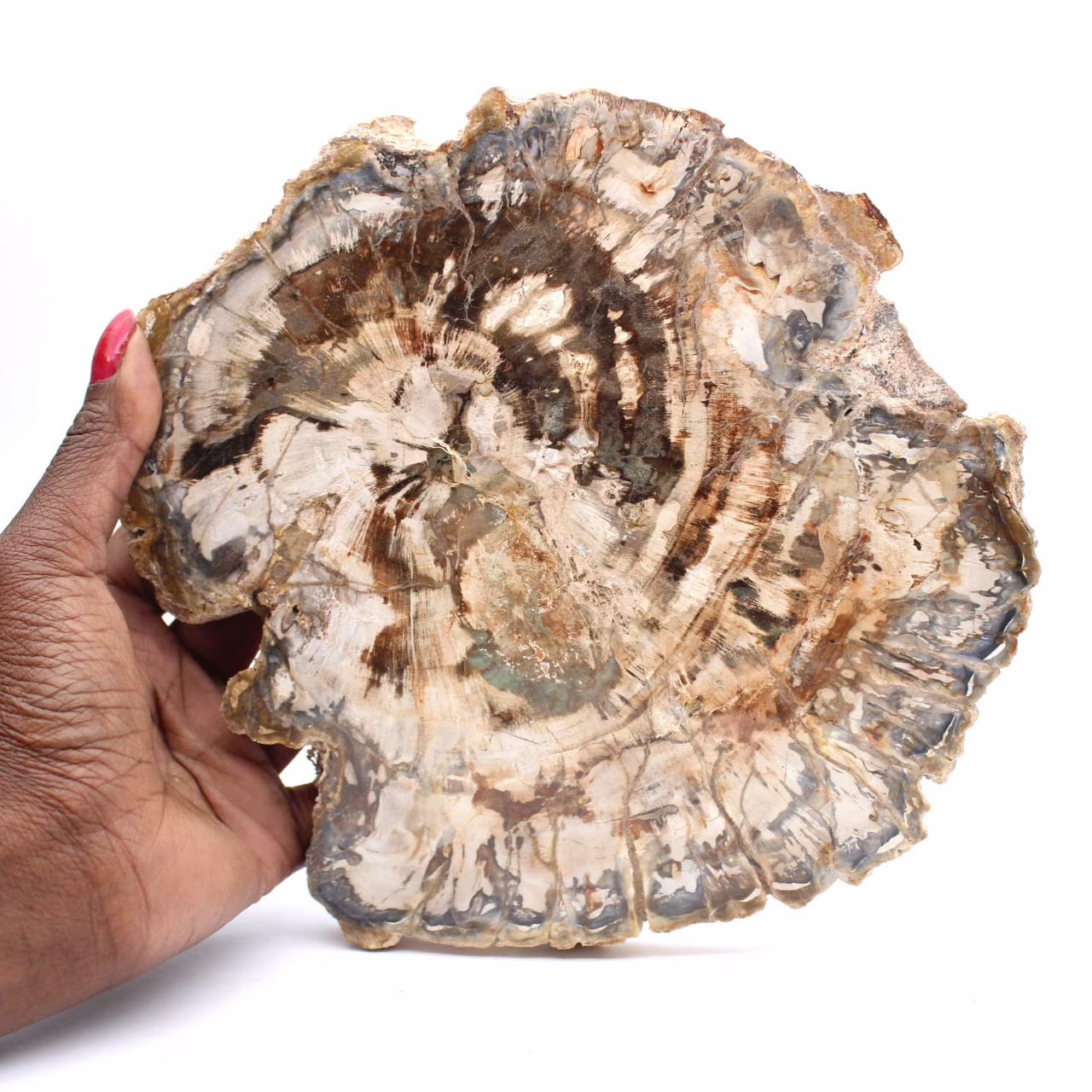 Stor skiva av polerat fossiliserat trä, unik prydnad, Madagaskar