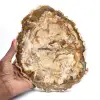 Stor skiva av polerat förstenat trä, massivt fossilt samlarobjekt, Madagaskar - 0