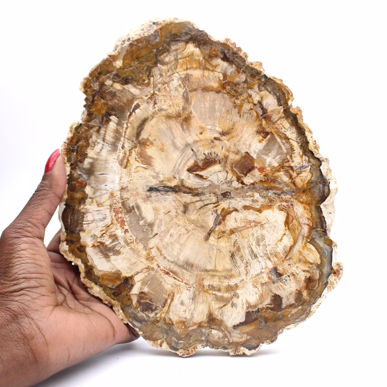 Stor skiva av polerat förstenat trä, massivt fossilt samlarobjekt, Madagaskar