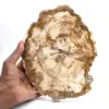 Förstenad träskiva, polerad ornament, exemplar från Madagaskar - 0