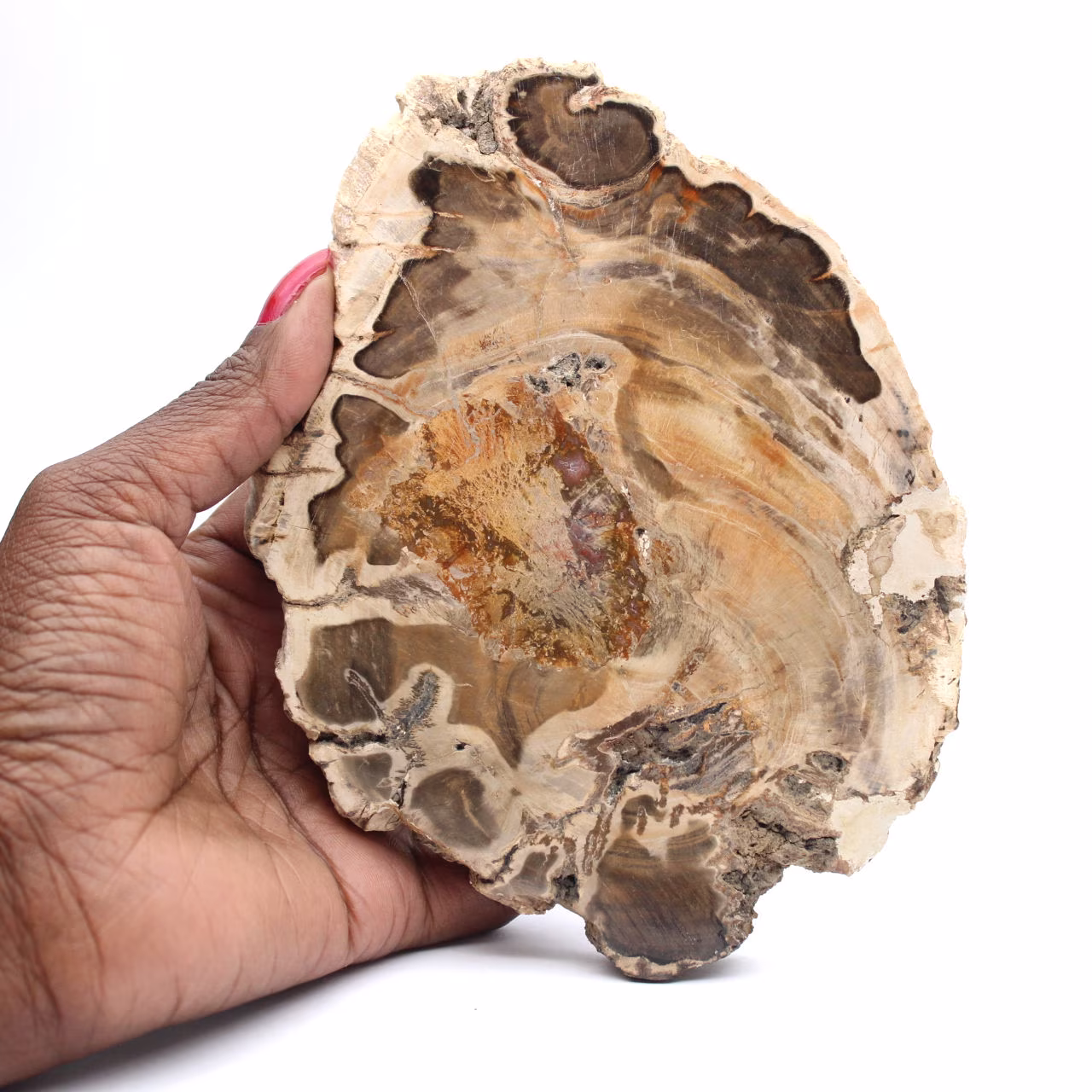 Polerad fossil träskiva, dekorativt exemplar, från Madagaskar