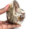 Polerad fossil ammonit från Madagaskar - Dekoration och geologisk vetenskap - 0