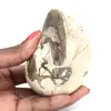 Ammonitprov från Madagaskar - Polerat fossil för samlare - 0