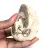 Ammonitprov från Madagaskar - Polerat fossil för samlare