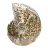 Polerad fossil ammonit från Madagaskar - Smalt och smalt exemplar - 1
