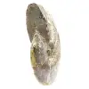 Polerad fossil ammonit från Madagaskar - Smalt och smalt exemplar - 2