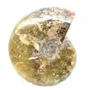 Polerad fossil ammonit från Madagaskar - Smalt och smalt exemplar - 4