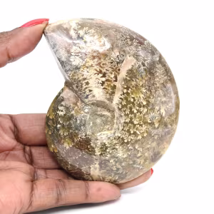 Polerad fossil ammonit från Madagaskar - Smalt och smalt exemplar