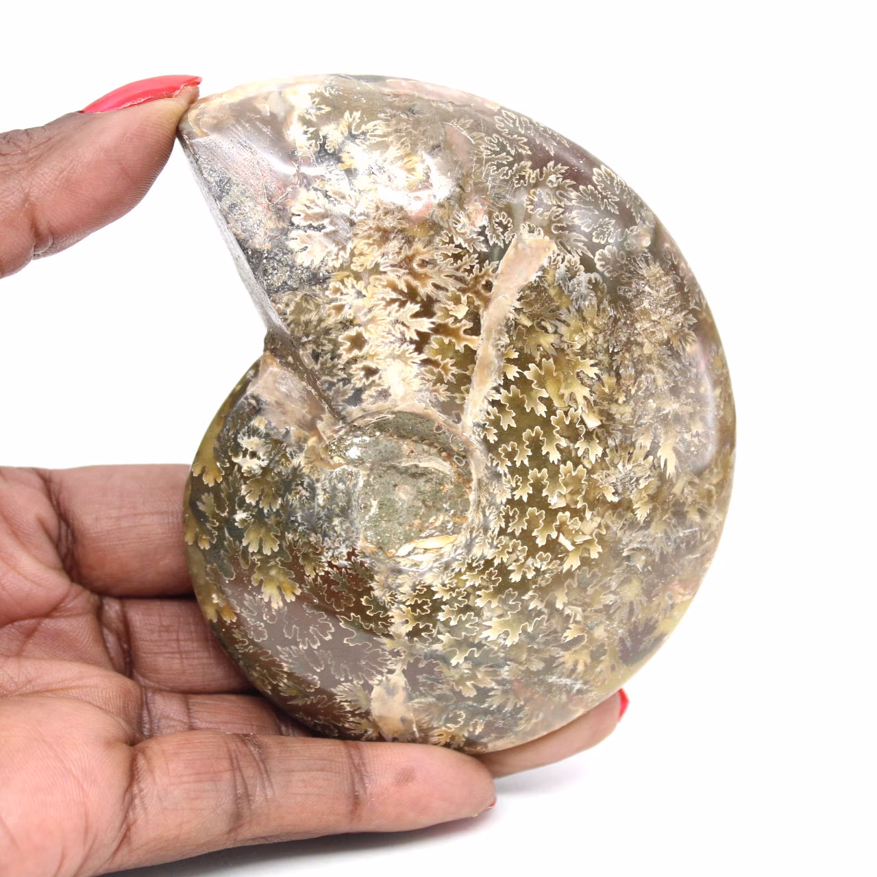 Polerad fossil ammonit från Madagaskar - Smalt och smalt exemplar