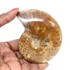Polerad ammonitfossil - natursten från Madagaskar för samlare - 0
