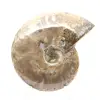 Polerad fossil ammonit - Dekoration och paleontologisk vetenskap - 1
