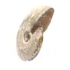 Polerad fossil ammonit - Dekoration och paleontologisk vetenskap - 2
