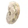 Polerad fossil ammonit - Dekoration och paleontologisk vetenskap - 3