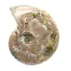 Polerad fossil ammonit - Dekoration och paleontologisk vetenskap - 4