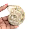 Polerad fossil ammonit - Dekoration och paleontologisk vetenskap - 0