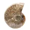 Polerad fossil ammonit - Magnifik natursten för dekoration - 1