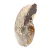 Polerad fossil ammonit - Magnifik natursten för dekoration - 2