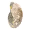 Polerad fossil ammonit - Magnifik natursten för dekoration - 3