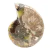 Polerad fossil ammonit - Magnifik natursten för dekoration - 4