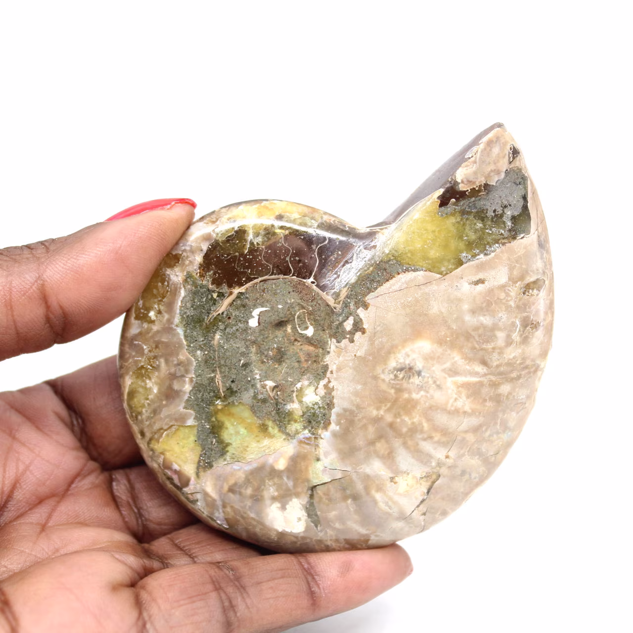 Polerad fossil ammonit - Magnifik natursten för dekoration