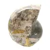 Högkvalitativ polerad fossil ammonit - Naturligt dekorativt föremål - 1