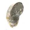 Högkvalitativ polerad fossil ammonit - Naturligt dekorativt föremål - 2