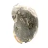 Högkvalitativ polerad fossil ammonit - Naturligt dekorativt föremål - 3