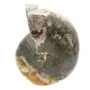 Högkvalitativ polerad fossil ammonit - Naturligt dekorativt föremål - 4