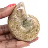 Polerad ammonit för samlare - Fossilskatt från Madagaskar (100 g) - 0