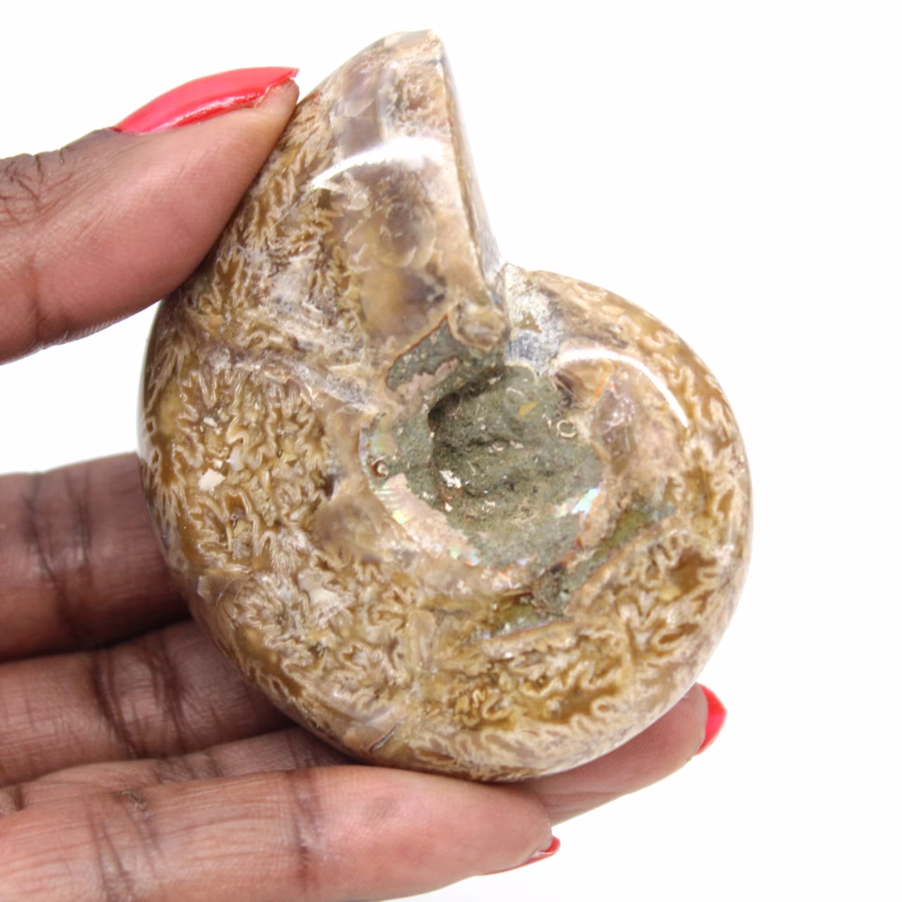 Polerad ammonit för samlare - Fossilskatt från Madagaskar (100 g)