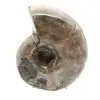 Polerad ammonit - Litet samlarexemplar från Madagaskar (80 g) - 1