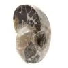 Polerad ammonit - Litet samlarexemplar från Madagaskar (80 g) - 2