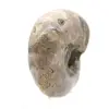 Polerad ammonit - Litet samlarexemplar från Madagaskar (80 g) - 3