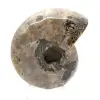 Polerad ammonit - Litet samlarexemplar från Madagaskar (80 g) - 4