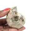 Polerad ammonit - Litet samlarexemplar från Madagaskar (80 g) - 0