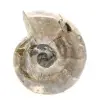 Liten polerad ammonitfossil - Natursten från geologisk historia - 1