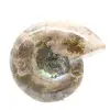 Liten polerad ammonitfossil - Natursten från geologisk historia - 4