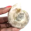 Liten polerad ammonitfossil - Natursten från geologisk historia - 0