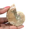 Liten polerad ammonitfossil - Autentiskt exemplar från Madagaskar - 0