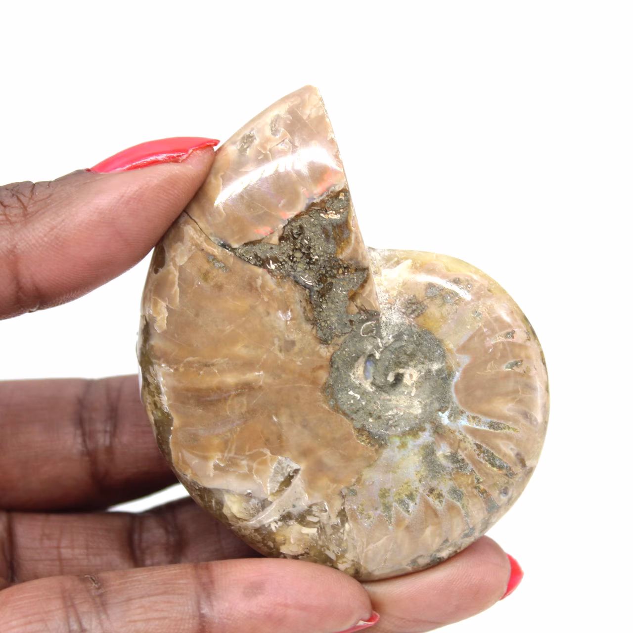 Liten polerad ammonitfossil - Autentiskt exemplar från Madagaskar