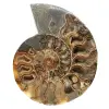 Polerad ammonit för en zenatmosfär – fossil från Madagaskar - 0