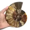 Polerad ammonit för litoterapi och uppsamling – Madagaskar - 1