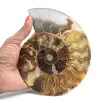 Ammonitfossil polerad sektion – Madagaskars geologi - 1