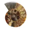 Ammonitfossil polerad sektion – Madagaskars geologi - 0