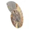 Ammonitfossil polerad sektion – Madagaskars geologi - 2