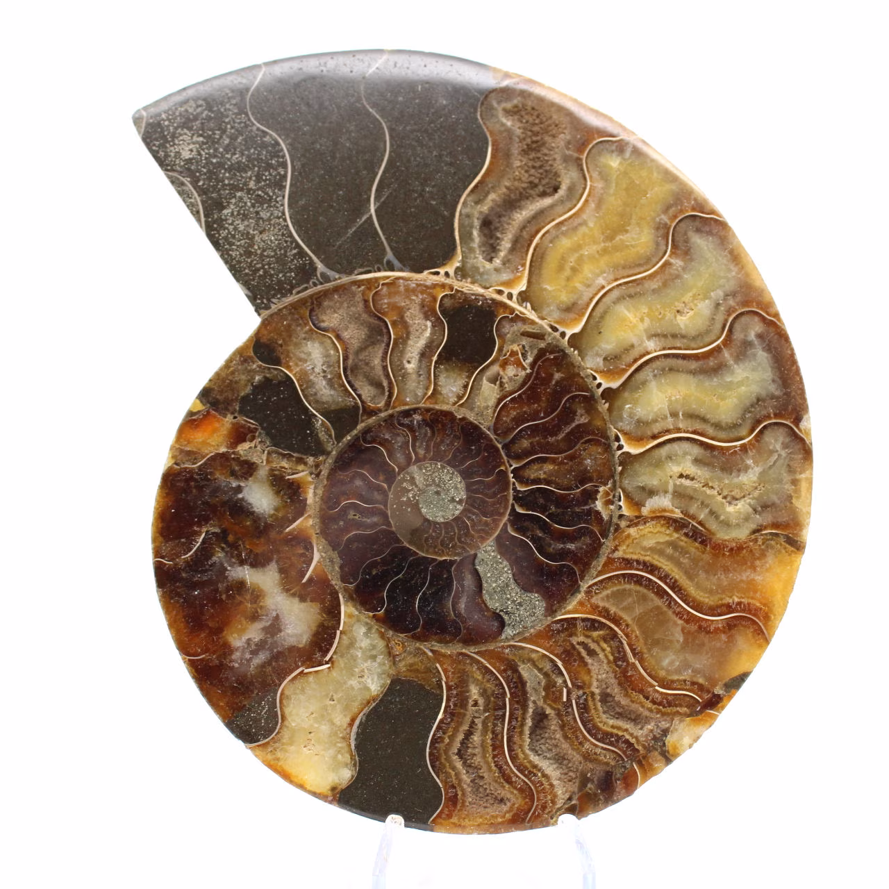 Ammonitfossil polerad sektion – Madagaskars geologi
