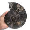 Polerad dekorativ fossil ammonit – exemplar från Madagaskar - 1