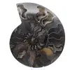 Polerad dekorativ fossil ammonit – exemplar från Madagaskar - 0