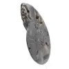Polerad dekorativ fossil ammonit – exemplar från Madagaskar - 2